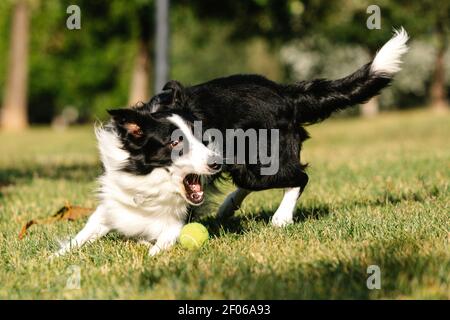 Divertente cane Border Collie giocare con palla da tennis su verde prato in parco in giornata di sole in estate Foto Stock