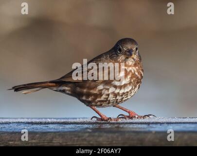 Fox Sparrow in una mattina gelida. Foto Stock