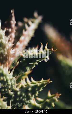 Luogo luminoso con aloe hortioides pianta con verde e rosso foglie e spine Foto Stock