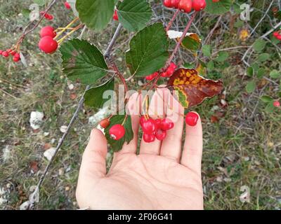 bacche di biancospino rosso sul palmo di una persona Foto Stock