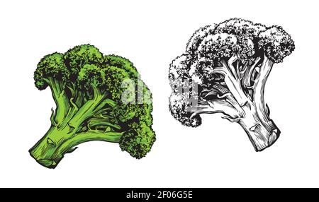 Broccoli vegetali isolati su sfondo bianco. Illustrazione vettoriale degli alimenti freschi Illustrazione Vettoriale