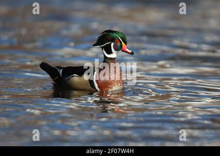 Drake legno anatra Aix sponsora nuotare su un lago in inverno in pieno allevamento piumaggio Foto Stock