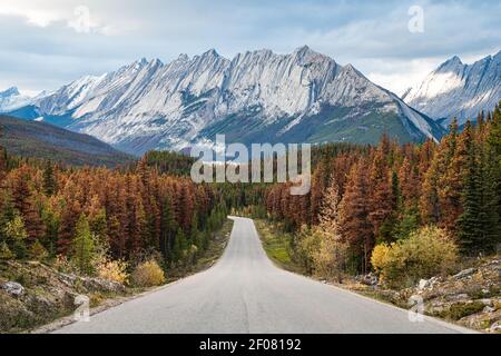 Testimonianza del Beetle di pino di montagna negli alberi marroni Di Maligne Lake Road nel Jasper National Park Foto Stock