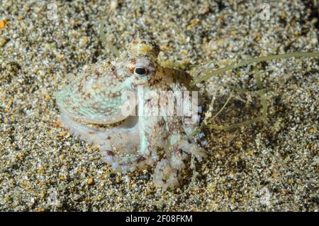 Coconut giovanile o polpo venato, Amphioctopus marginatus, Anilao, Batangas, Filippine, Pacifico Foto Stock