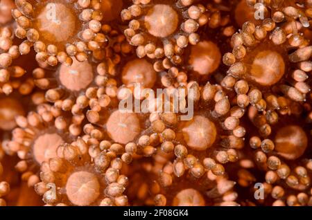 Polipi corallini flowerpot, Goniopora sp., Anilao, Batangas, Filippine, Pacifico Foto Stock