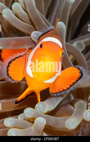 Falso clown anemonefish, Amphiprion ocellaris, Anilao, Batangas, Filippine, Pacifico Foto Stock