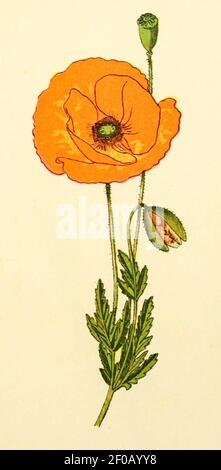 Plantenschat1898 61 25 Gewone klaproos.-Papaver rhoeas. Foto Stock