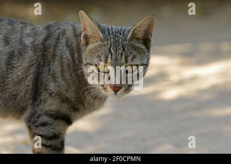 Faccia di una foto ravvicinata di un gatto che guarda la macchina fotografica, india Foto Stock