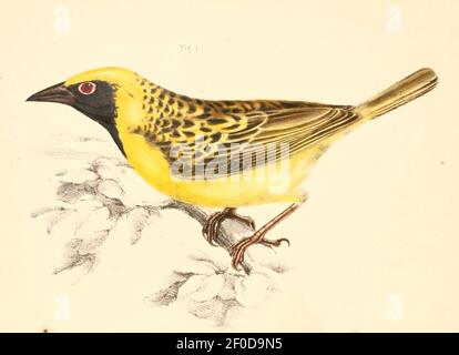 Ploceus cucullatus spilonotus maschio 1838. Foto Stock