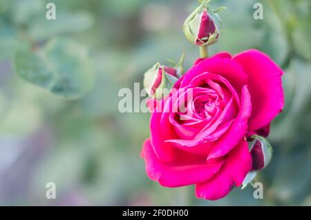 Red bella rosa cresce nel giardino verde Foto Stock