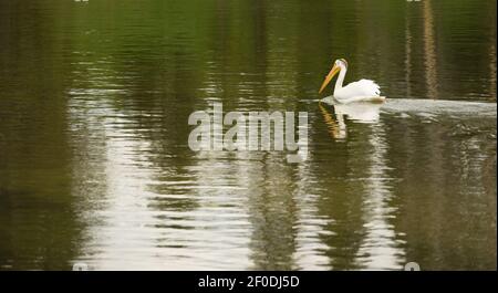 Pellicano uccello nuota Lago Yellowstone National Park animale selvatico Foto Stock