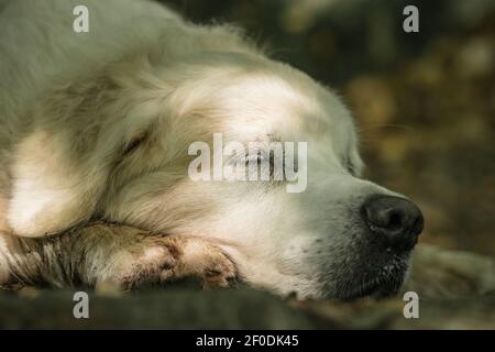 Sleeping Golden Retriever Foto Stock