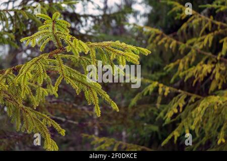 Ramo in abete verde con gocce appese agli aghi. Primavera nella foresta. Caduta della molla Foto Stock