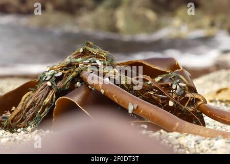 Alghe sulla spiaggia sud della Cornovaglia Foto Stock