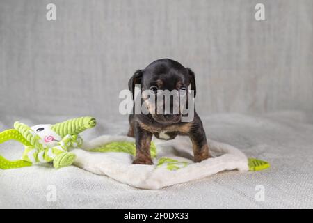 Marrone e nero, ravviva Jack Russell Terrie cucciolo. Si trova su un elefante giocattolo. Cane visto di fronte. Sfondo color crema Foto Stock