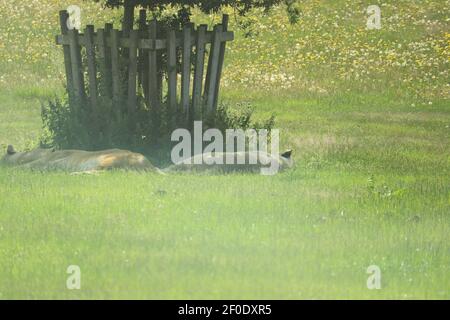 I Lions prendono il sole estivo Foto Stock