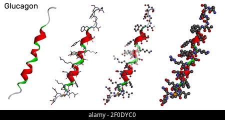 Molecola di glucagone in diversi modelli su sfondo bianco. E '29 aminoacido peptide ormone, è usato per trattare basso livello di zucchero nel sangue. Rendering 3D. 3D ILL Foto Stock