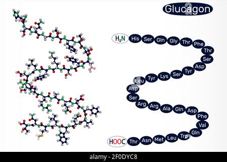 Molecola di glucagone. E '29 aminoacido peptide ormone, è usato per trattare basso livello di zucchero nel sangue. Rendering 3D. Illustrazione 3D Foto Stock