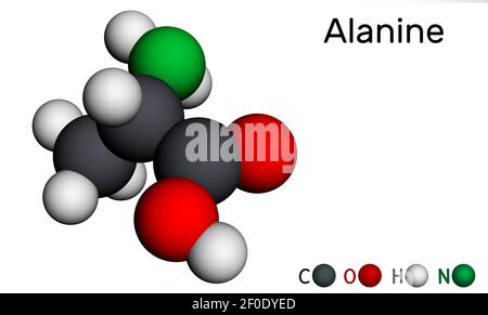 Alanina, L-alanina, Ala, una molecola. È amminoacido non essenziale. Modello molecolare. Rendering 3D. Illustrazione 3D Foto Stock