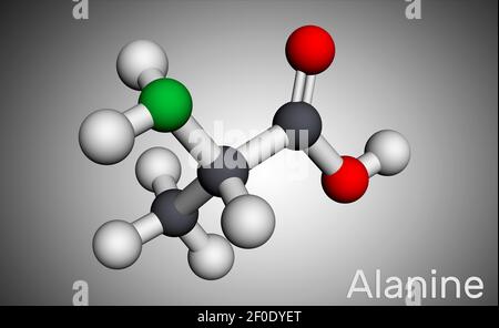 Alanina, L-alanina, Ala, una molecola. È amminoacido non essenziale. Modello molecolare. Rendering 3D. Illustrazione 3D Foto Stock