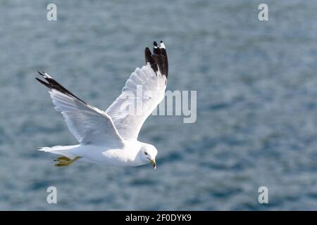 Ring fatturato Gull volo sul fiume San Lorenzo - seguendo barca turistica alla ricerca di cibo, Thousand Islands, Canada Foto Stock
