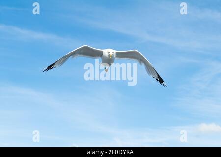 Gabbiano con fatturazione ad anello (Larus delawarensis) in volo in volo verso la telecamera, Canada Foto Stock