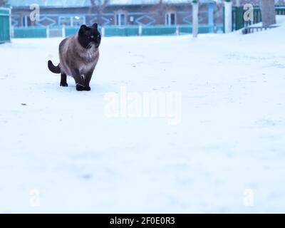 Cat in inverno. Gatto Siamese passeggiate su racchette da neve. Foto Stock