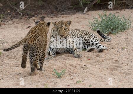 Un cucciolo leopardo che gioca nel cespuglio con sua madre, foto scattata in un safari nel Parco Nazionale Kruger, Sudafrica Foto Stock