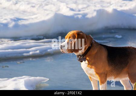 beagle si erge nella neve invernale e guarda in lontananza. Foto Stock
