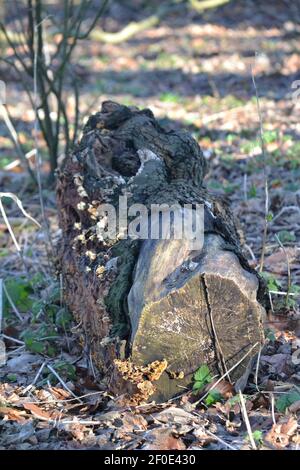 Botany Cut Down Tree Trunk in the Woods - Tree Tronco (Bole) a terra - Campagna - legno principale Asse DI un albero - legno morto + corteccia - Sussex UK Foto Stock