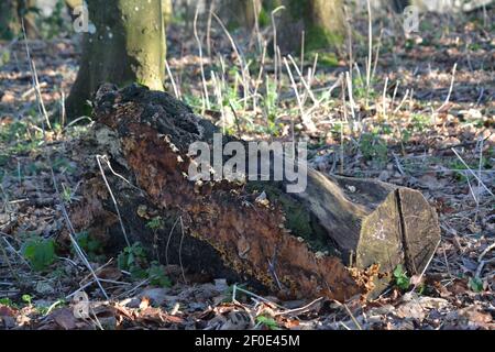 Botany Cut Down Tree Trunk in the Woods - Tree Tronco (Bole) a terra - Campagna - legno principale Asse DI un albero - legno morto + corteccia - Sussex UK Foto Stock
