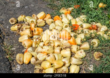 peperoni marci gettati sul lato della strada Foto Stock