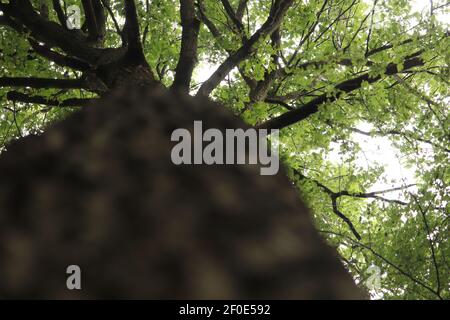 Vista dall'alto sulla tettoia di una foresta Il Regno Unito Foto Stock