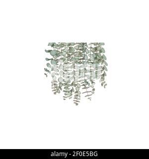 Rami di eucalipto, spazio di copia Watercolor come composizione Erbe per carte, Foto Stock