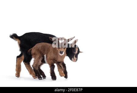 Due simpatiche caprine che giocano insieme. Isolato su sfondo bianco. Foto Stock