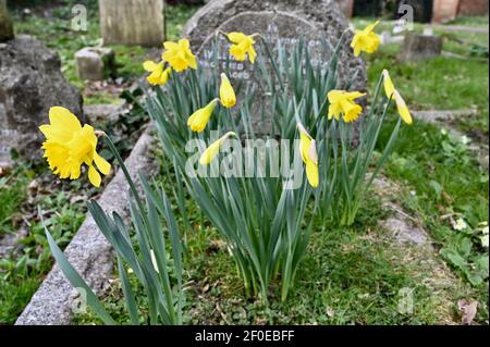 Daffodils (Narcissus), St James Church, North Cray, Kent. REGNO UNITO Foto Stock
