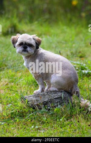 Un cane Shih Tzu sedette su una roccia con terreno boscoso sullo sfondo. Foto Stock