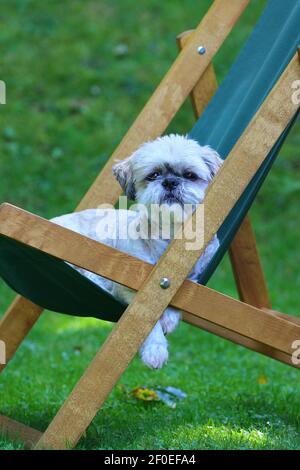 Shih tzu cane rilassarsi in una sedia a sdraio in un Summers Day. Foto Stock