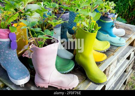 Piante di fragole che crescono in vecchi stivali Wellington in gomma, scarpe come vasi alternativi legno pallet Permacultura giardino Fiori in Stivali Foto Stock