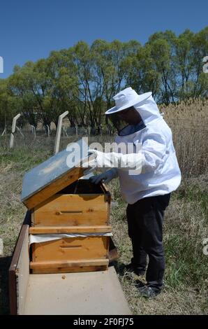 Ankara, Turchia - 2018: L'apicoltore lavora con api e alveari sull'alveare. Preparandosi ad aprire l'alveare. Foto Stock