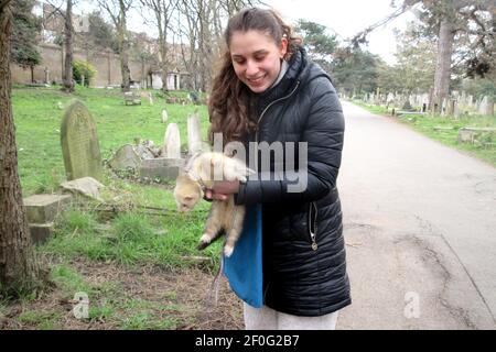 Londra, Regno Unito. 7 Mar 2021. Una donna prende il suo furetto di un anno per una passeggiata di Domenica mattina in Brompton Cemetery, molto alla costernazione di cani locali. Credit: Brian Minkoff/Alamy Live News Foto Stock