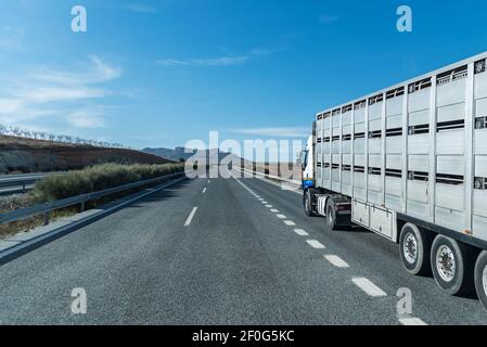 Autocarro con semirimorchio per il trasporto di bestiame su strada. Foto Stock