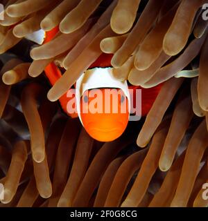 Clown anemonefish (Amphiprion ocellaris, aka Ocallaris clownfish) Peeking out dal suo Anemone. Misool, Raja Ampat, Indonesia Foto Stock