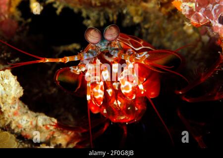 Primo piano di un Peacock Mantis Shrimp (Odontodactyllus scyllarus, alias Harlequin Mantis Shrimp). Misool, Raja Ampat, Papua Occidentale, Indonesia Foto Stock