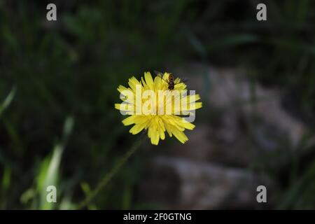 un insetto su e fiore giallo Foto Stock