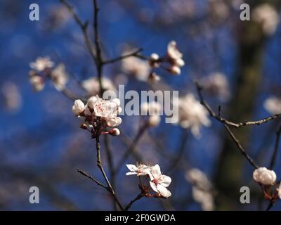 Macro di un sangue in fiore prugna - carasifera Pissardii Foto Stock