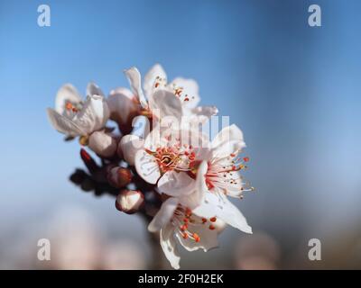 Macro di un sangue in fiore prugna - carasifera Pissardii Foto Stock