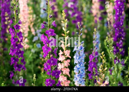 Delphinium elatum primo piano sfondo. Fiori multicolore Larkspur. Nel giardino cresce il puple di Delphinium, blu, fiori rosa. Foto Stock