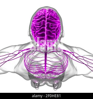 Anatomia cerebrale umana per l'illustrazione 3D del concetto medico Foto Stock