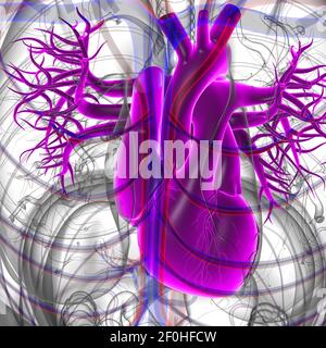 Anatomia del cuore umano per l'illustrazione 3D del concetto medico Foto Stock